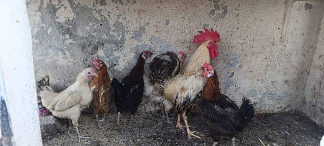 Golden Misri Flock