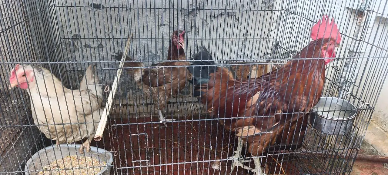 Golden Misri Flock — photo 2