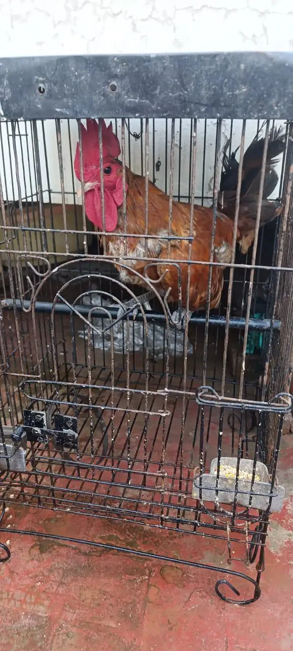 Golden Misri Flock — photo 3