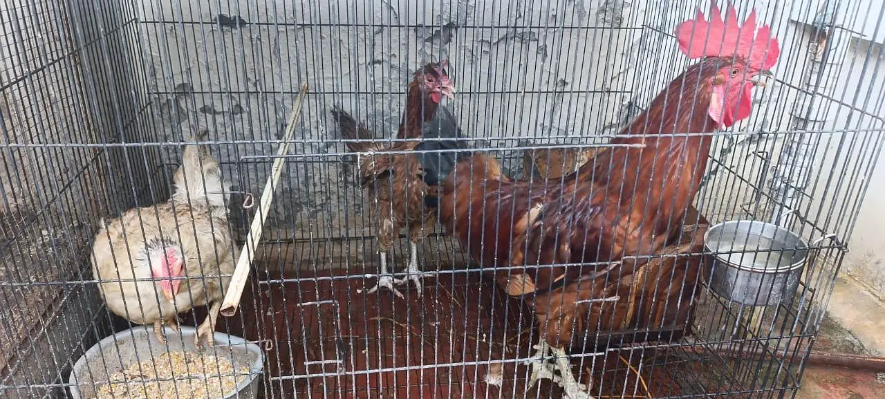 Golden Misri Flock — photo 4