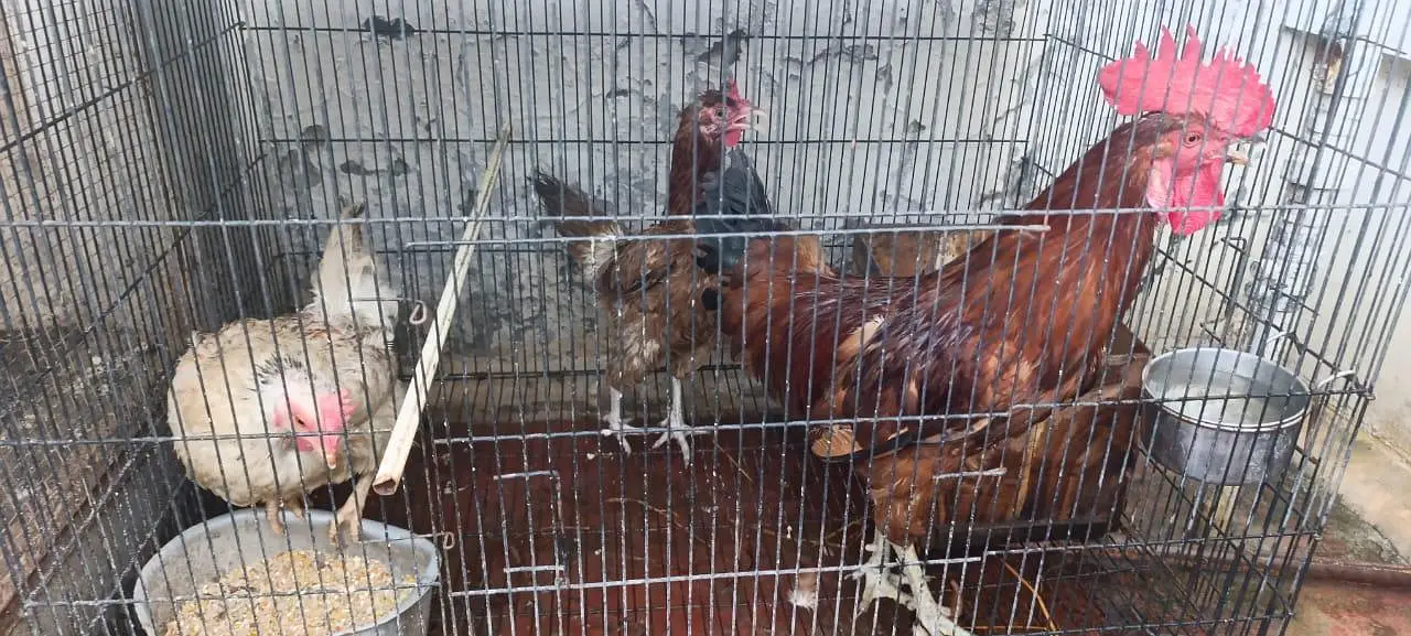 Golden Misri Flock — photo 5