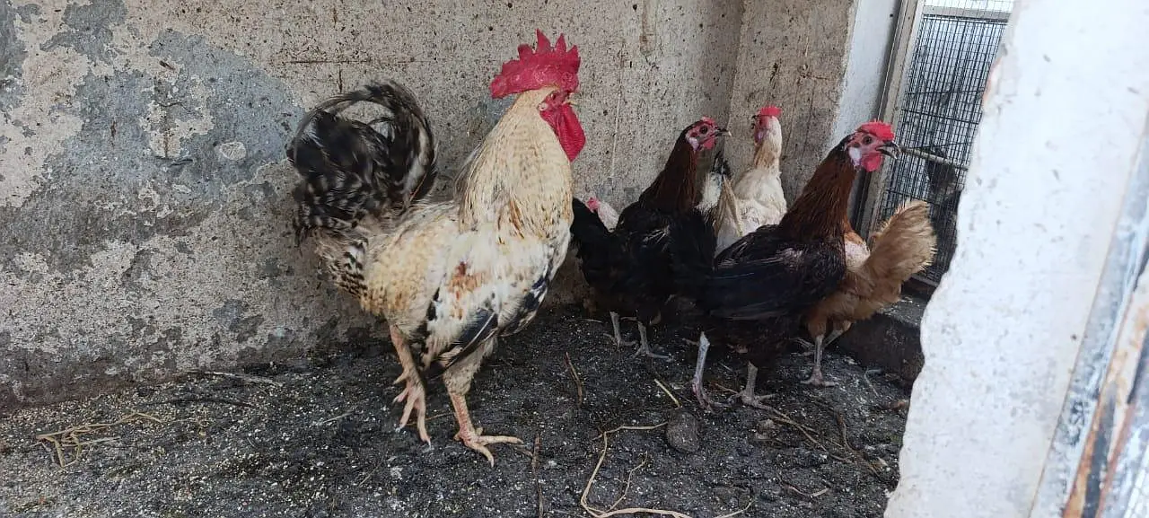 Golden Misri Flock — photo 6