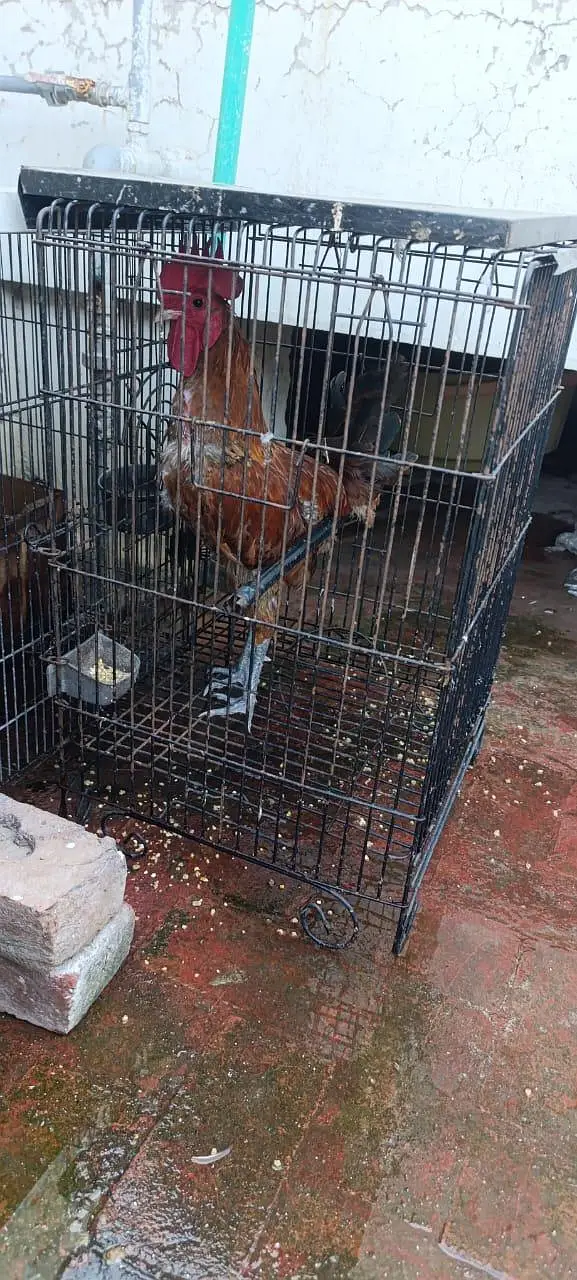 Golden Misri Flock — photo 7