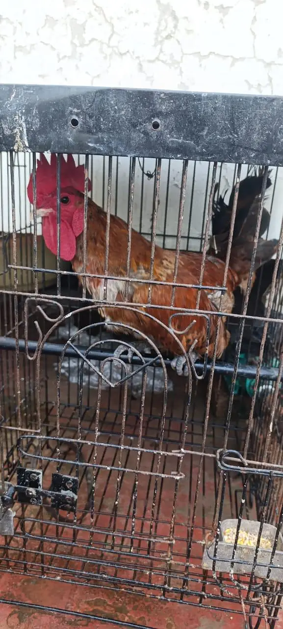 Golden Misri Flock — photo 8
