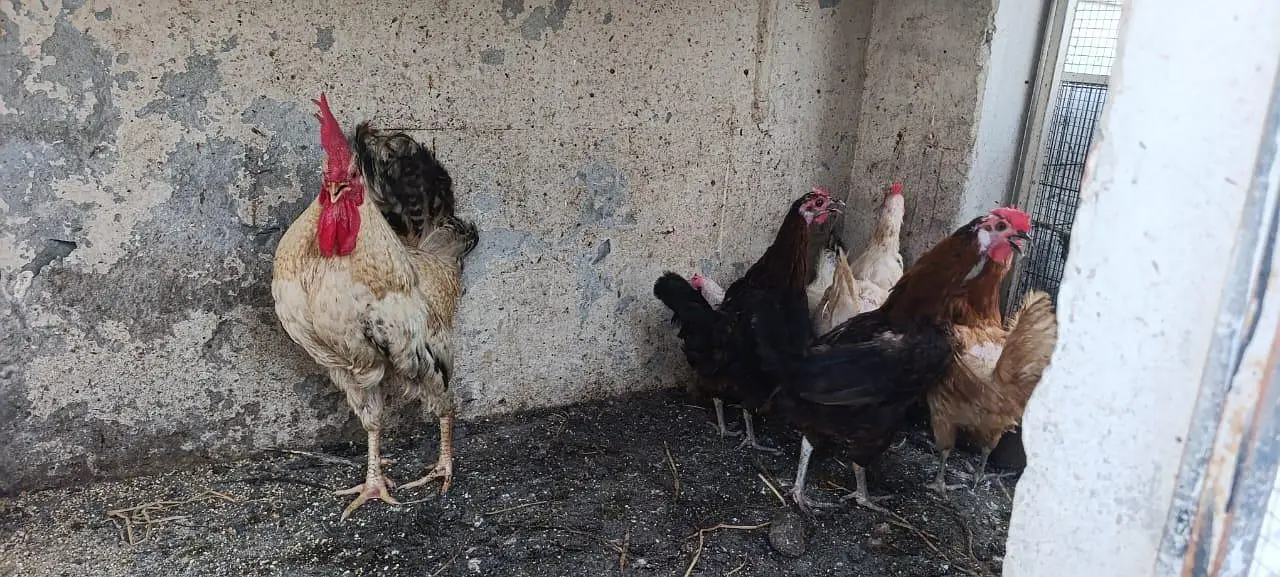 Golden Misri Flock — photo 10