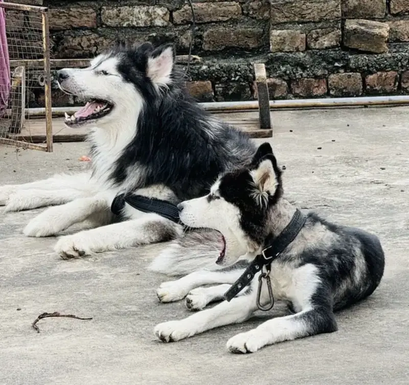 Husky Male Age 4 year proper stud babies photos attached — photo 2