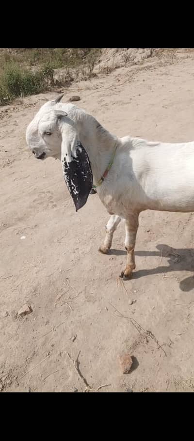 pure desi ghabban bkri