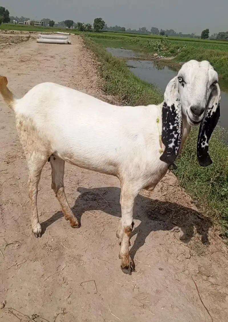 pure desi ghabban bkri — photo 4