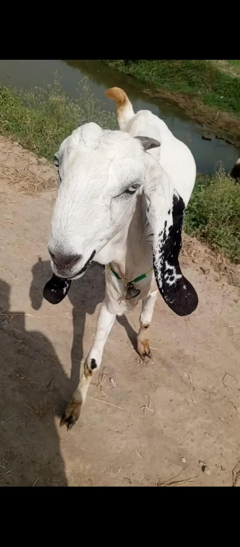 pure desi ghabban bkri — photo 5