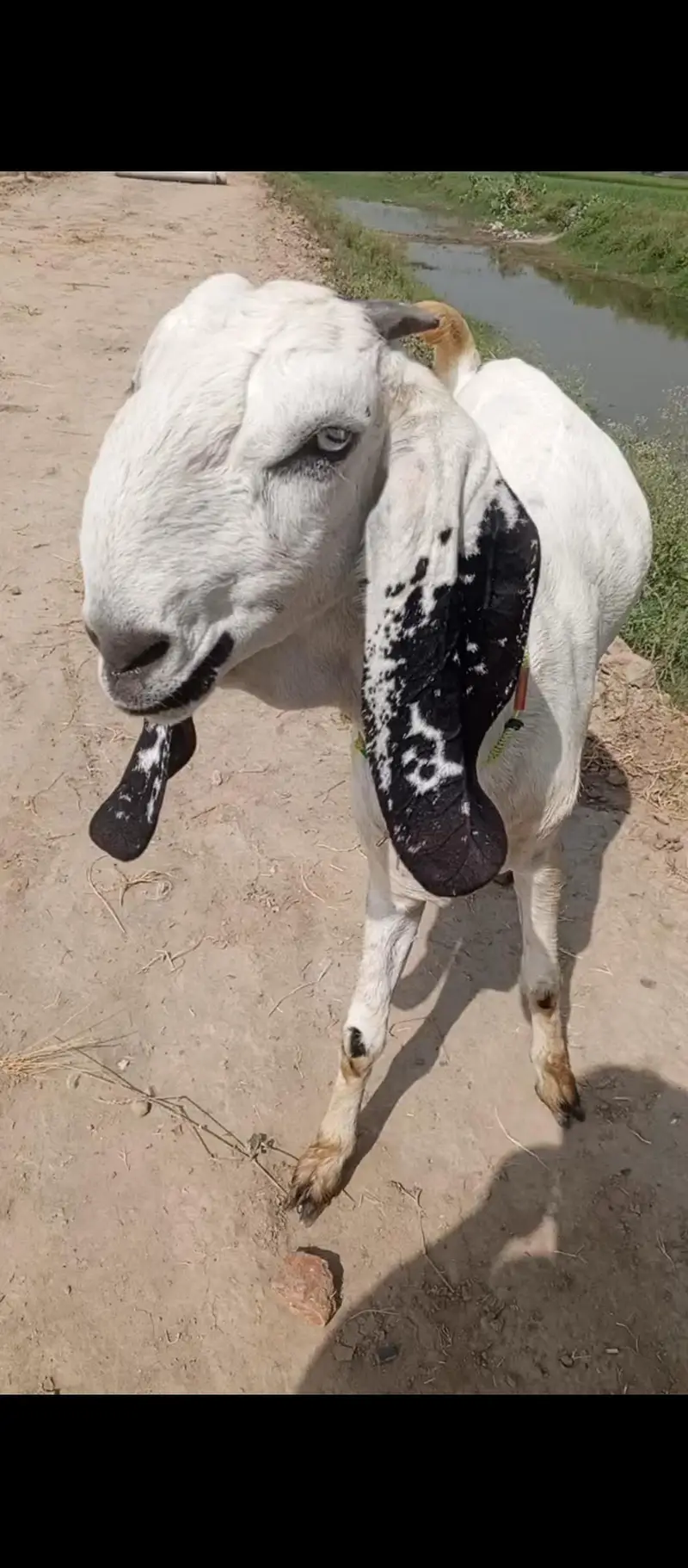 pure desi ghabban bkri — photo 6