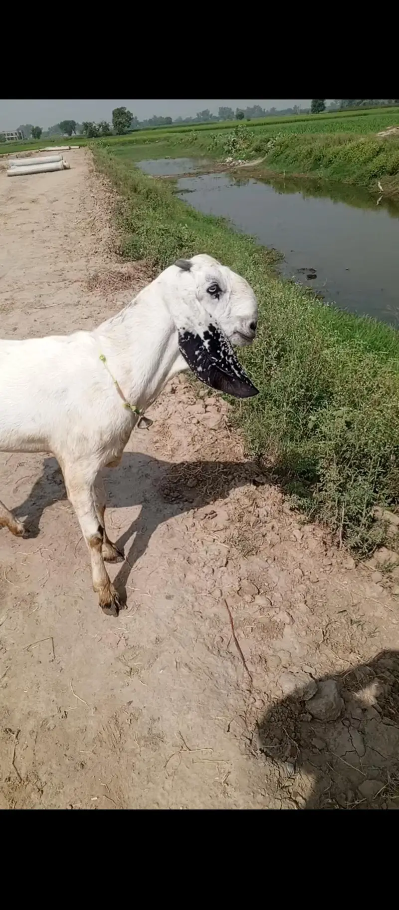 pure desi ghabban bkri — photo 7
