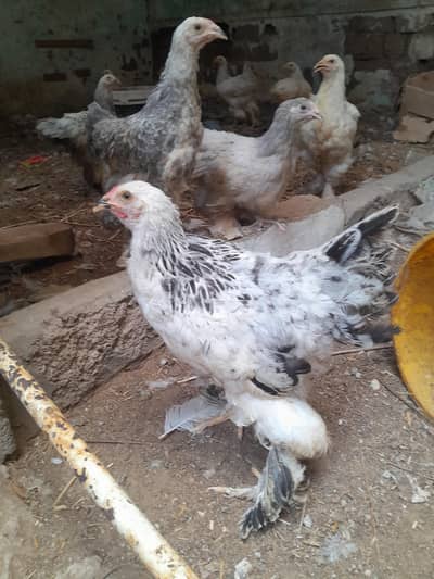 Light Colombian brahma 4 to 5 months chicks