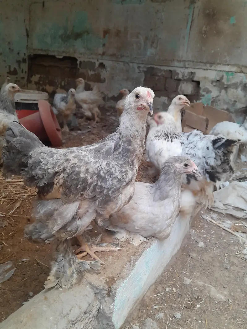 Light Colombian brahma 4 to 5 months chicks — photo 2