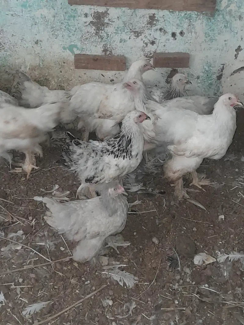 Light Colombian brahma 4 to 5 months chicks — photo 3