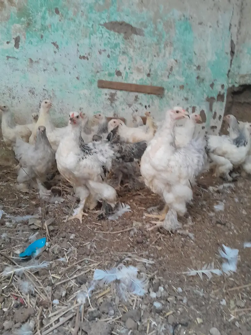 Light Colombian brahma 4 to 5 months chicks — photo 6