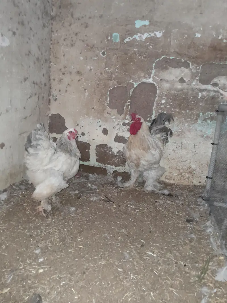 Light Colombian brahma 4 to 5 months chicks — photo 8