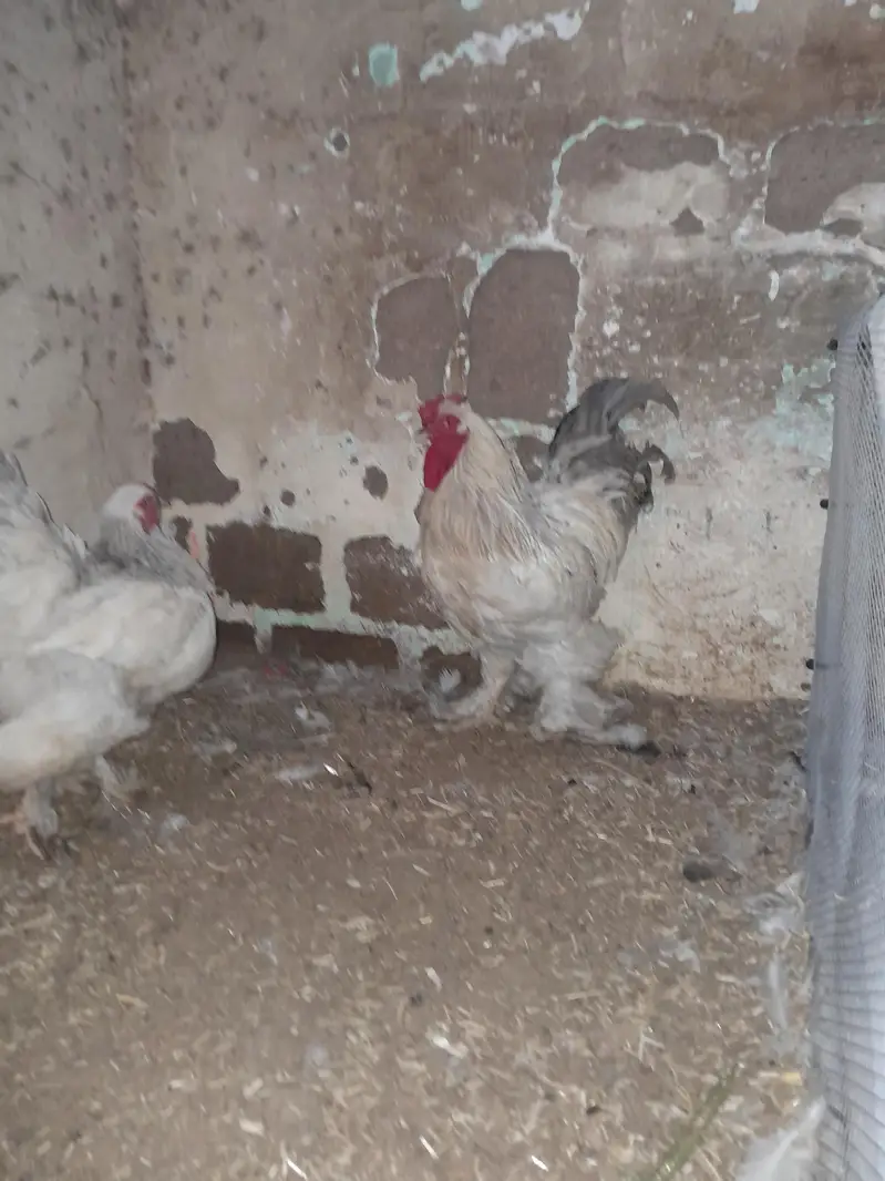 Light Colombian brahma 4 to 5 months chicks — photo 9