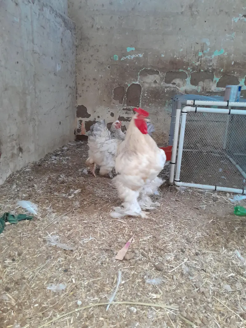 Light Colombian brahma 4 to 5 months chicks — photo 10
