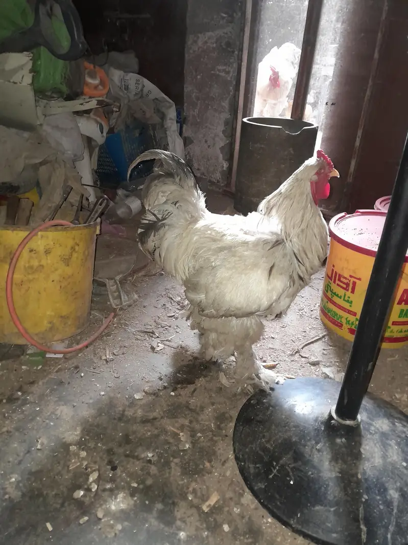 Light Colombian brahma 4 to 5 months chicks — photo 11