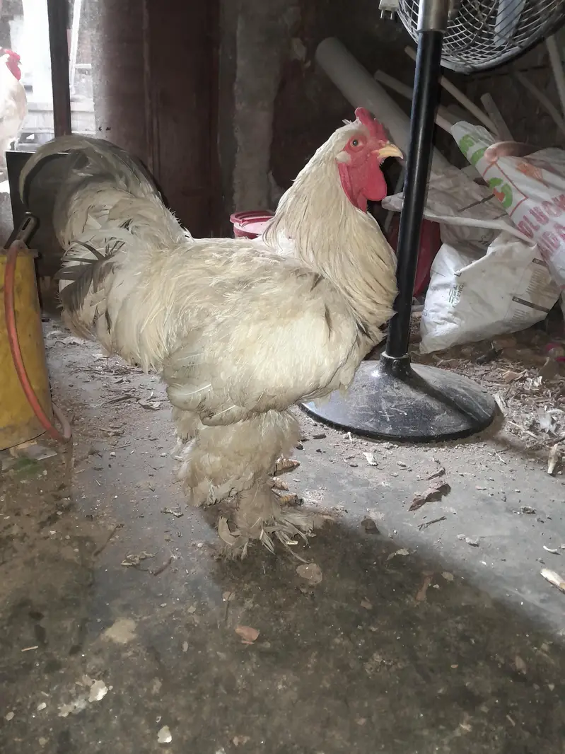 Light Colombian brahma 4 to 5 months chicks — photo 12