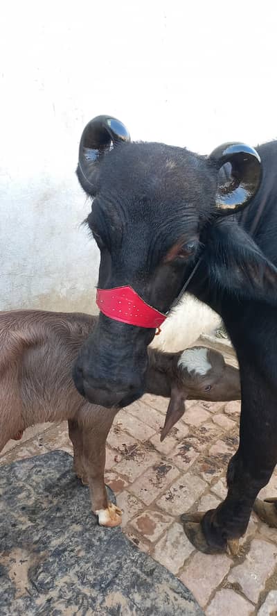 Buffalo for sale Neli ravi full black