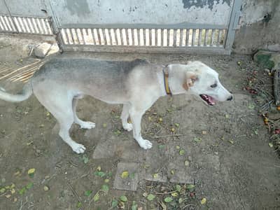 Dog g