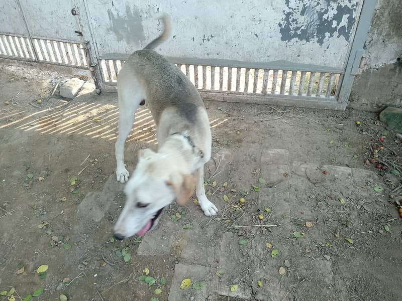 Dog g 1