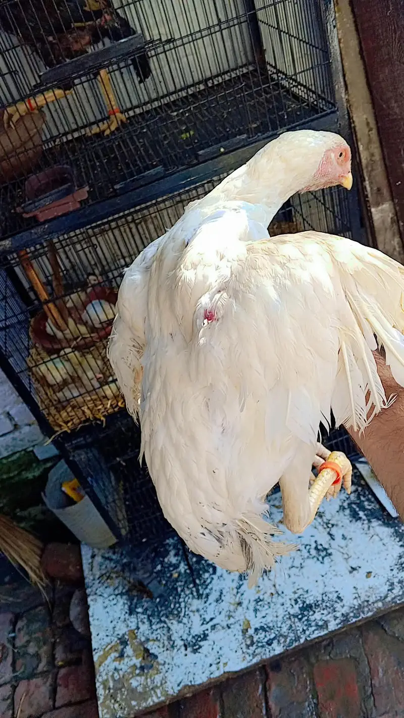 Shamu Hen — photo 3