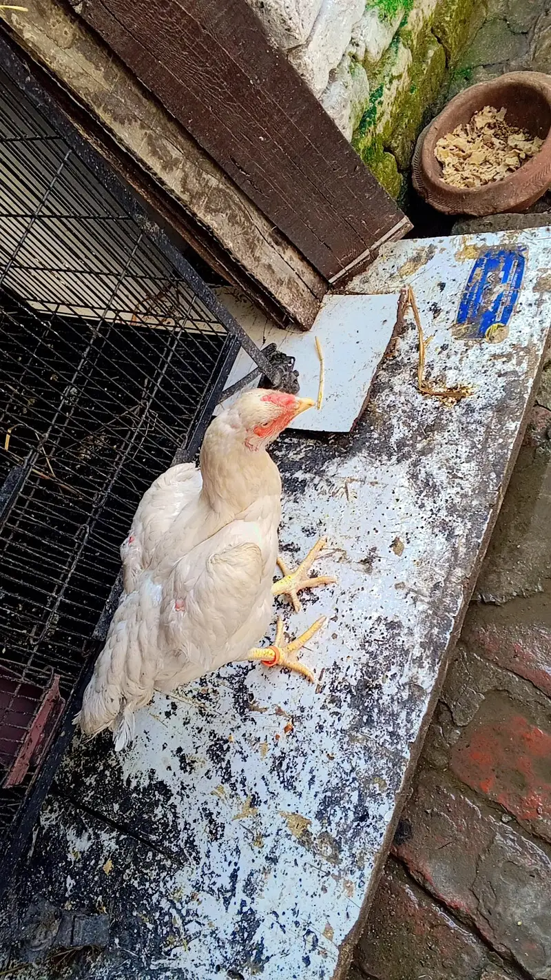 Shamu Hen — photo 4