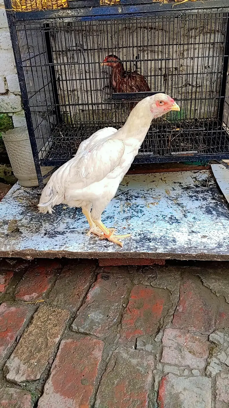 Shamu Hen — photo 5