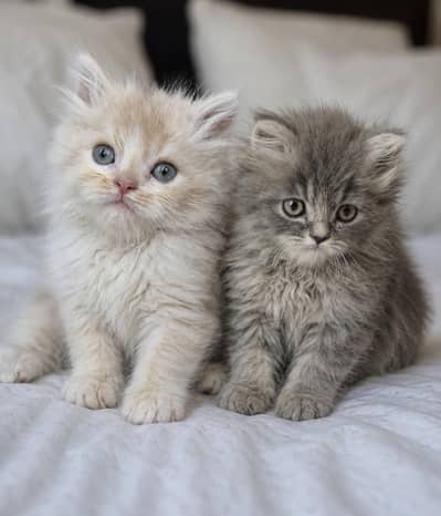 Persian Hemalayan pure breed kittens