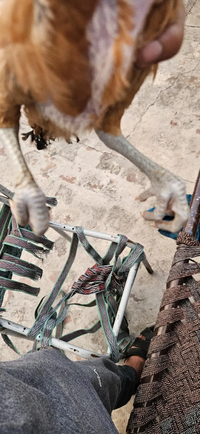 Read add first burmi bacha for sale ha — photo 3