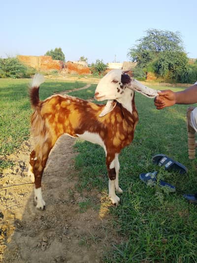 Bakri for sale