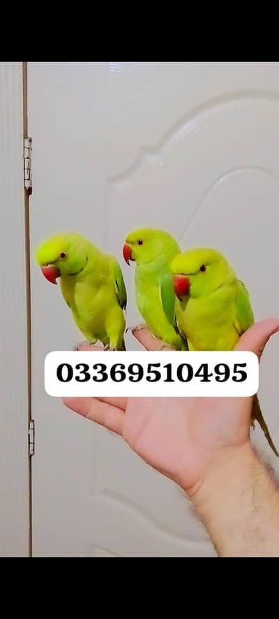 Single 5500 pair 11000Handtame Green ringneck parrots for sale
