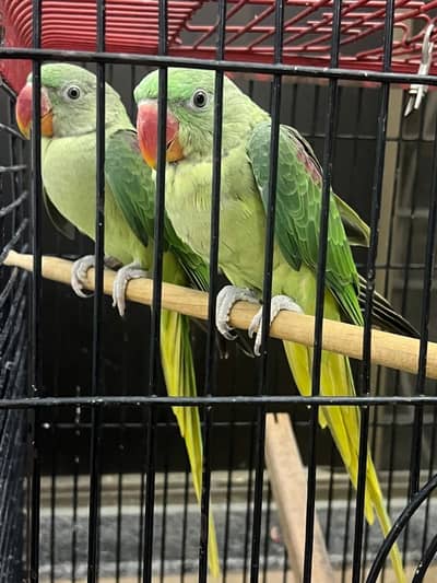 Raw pair 6 months age for sale