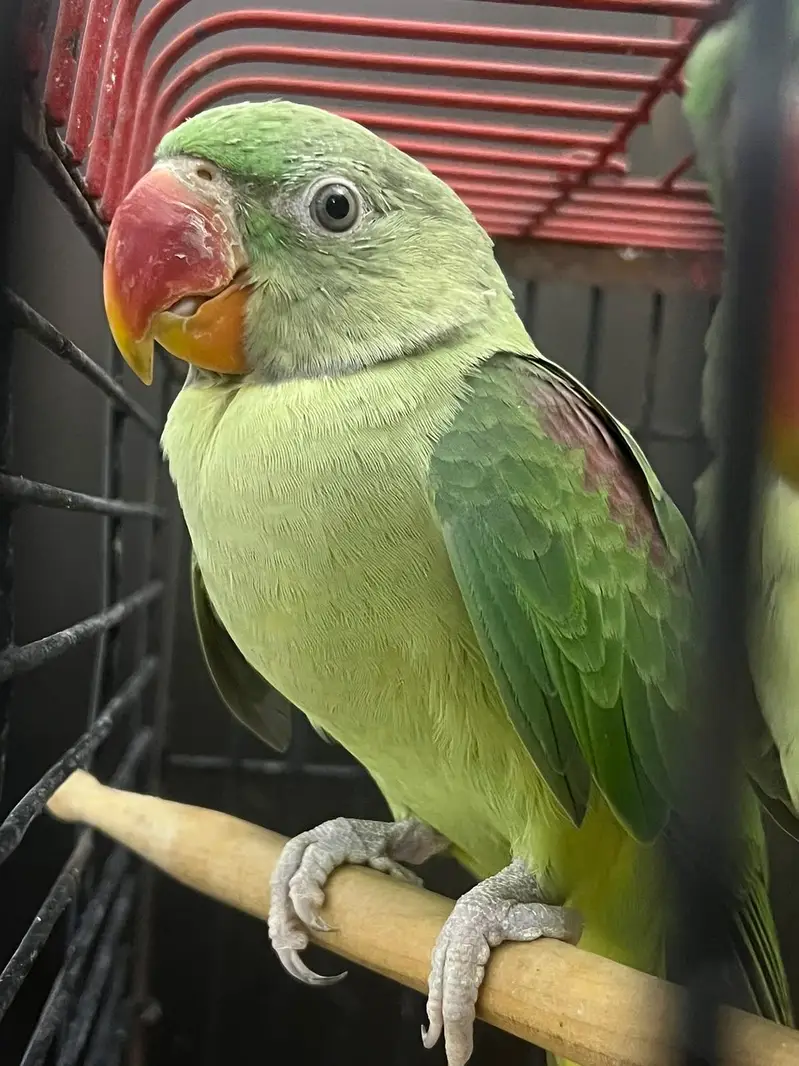 Raw pair 6 months age for sale — photo 2