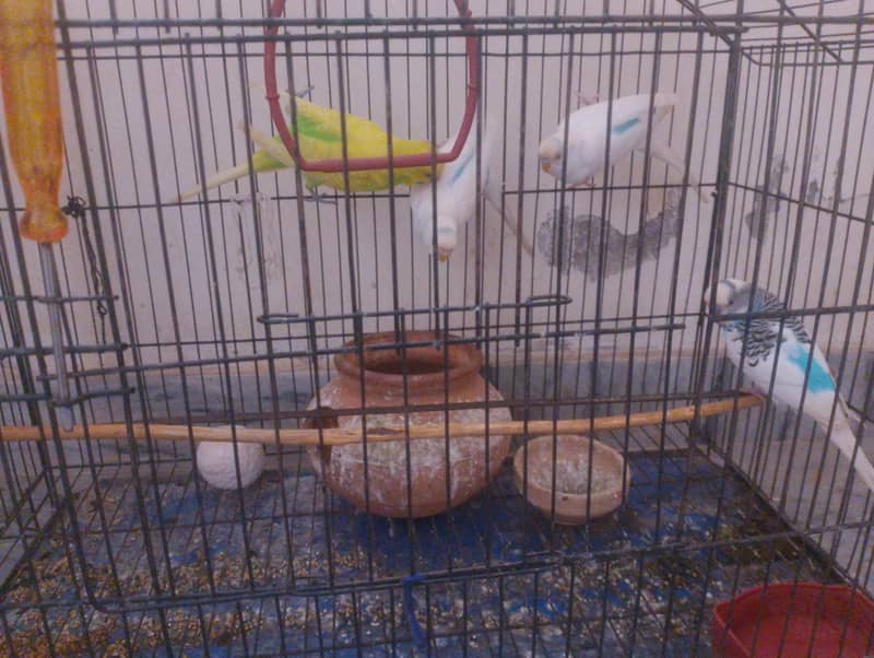 Budgies with cage 0
