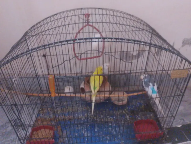 Budgies with cage — photo 2