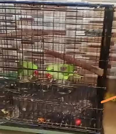 perrot toking