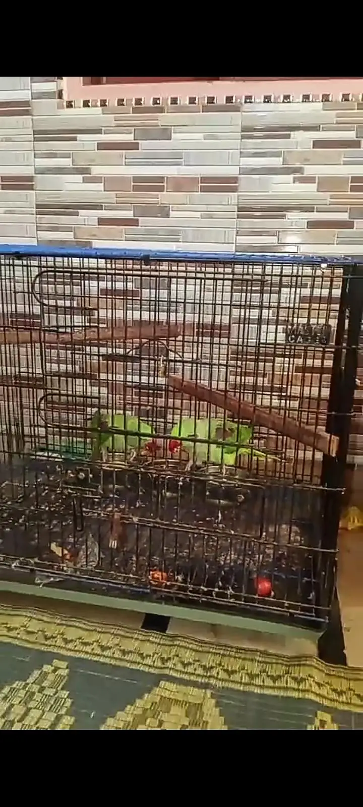 perrot toking — photo 3