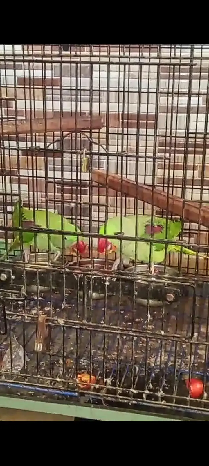 perrot toking — photo 4