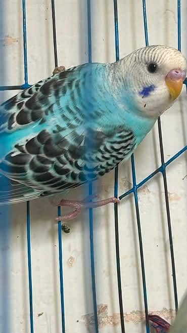 budgies pathe for sale