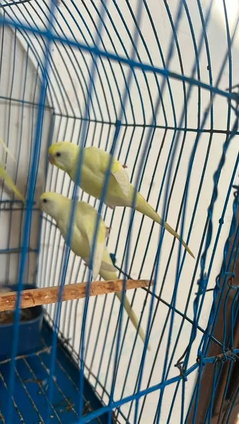 budgies pathe for sale — photo 2
