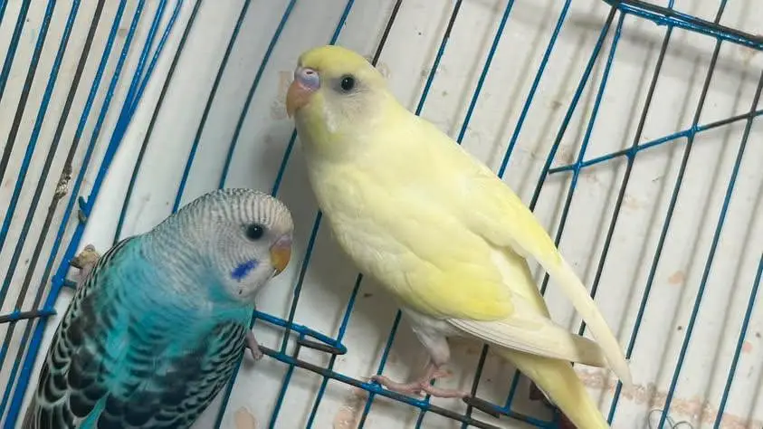 budgies pathe for sale — photo 3