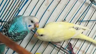 budgies pathe for sale — photo 5
