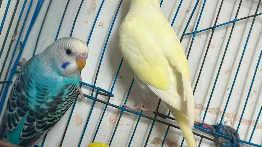budgies pathe for sale — photo 7