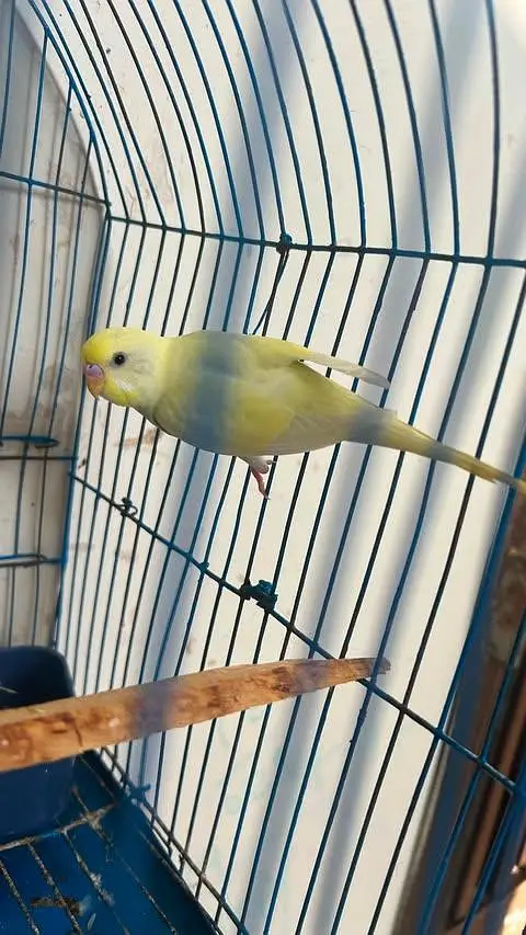 budgies pathe for sale — photo 8