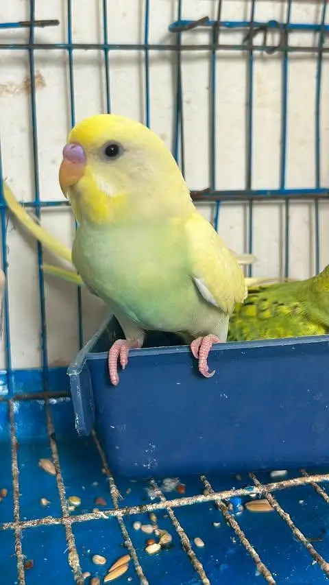 budgies pathe for sale — photo 9