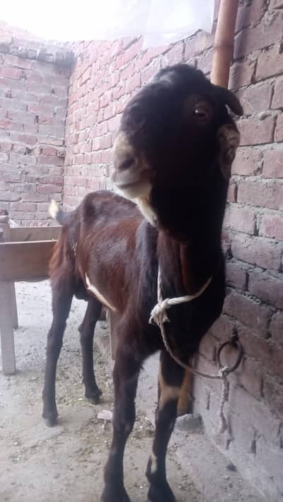 tedda bakra