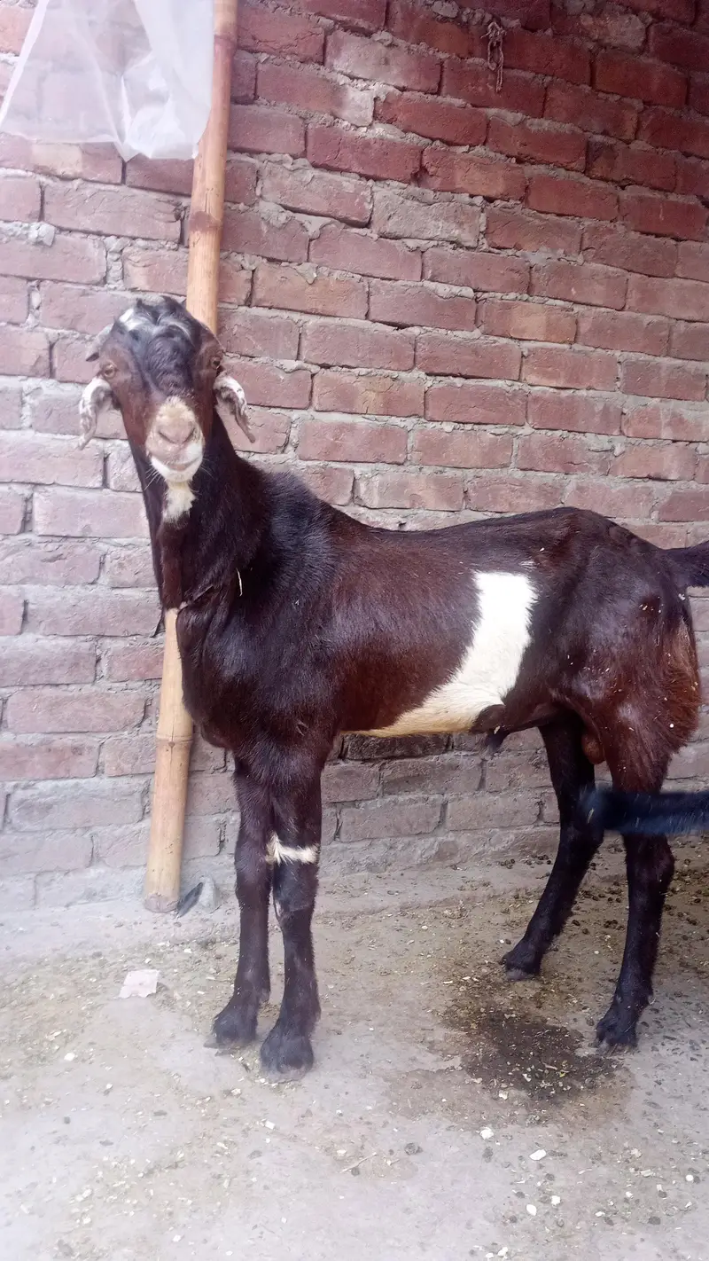 tedda bakra — photo 2